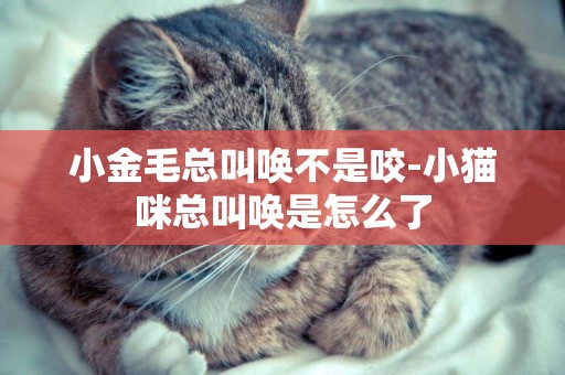 小金毛總叫喚不是咬-小貓咪總叫喚是怎么了