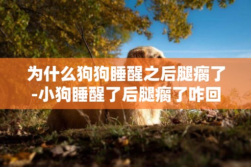 為什么狗狗睡醒之后腿瘸了-小狗睡醒了后腿瘸了咋回事兒
