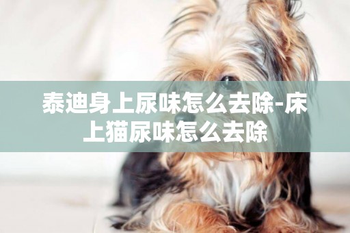 泰迪身上尿味怎么去除-床上貓尿味怎么去除