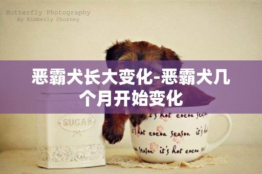 惡霸犬長大變化-惡霸犬幾個月開始變化