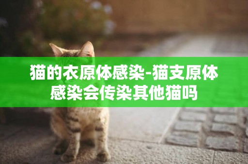 貓的衣原體感染-貓支原體感染會傳染其他貓嗎