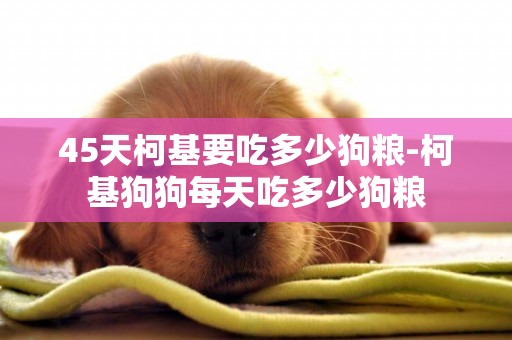 45天柯基要吃多少狗糧-柯基狗狗每天吃多少狗糧