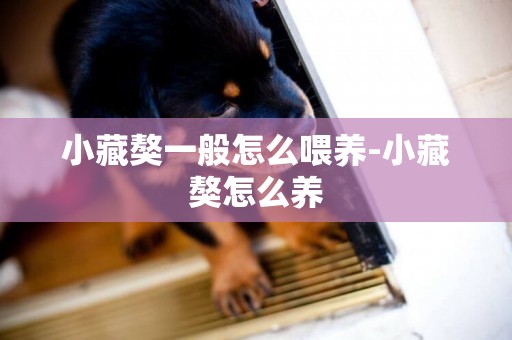 小藏獒一般怎么喂養-小藏獒怎么養