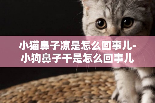 小貓鼻子涼是怎么回事兒-小狗鼻子干是怎么回事兒
