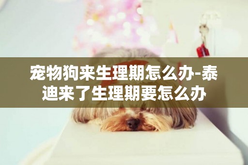 寵物狗來生理期怎么辦-泰迪來了生理期要怎么辦