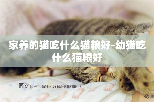 家養的貓吃什么貓糧好-幼貓吃什么貓糧好