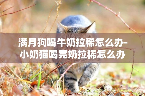 滿月狗喝牛奶拉稀怎么辦-小奶貓喝完奶拉稀怎么辦