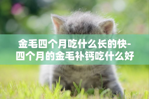 金毛四個月吃什么長的快-四個月的金毛補鈣吃什么好
