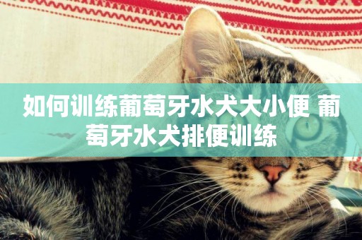 如何訓練葡萄牙水犬大小便 葡萄牙水犬排便訓練