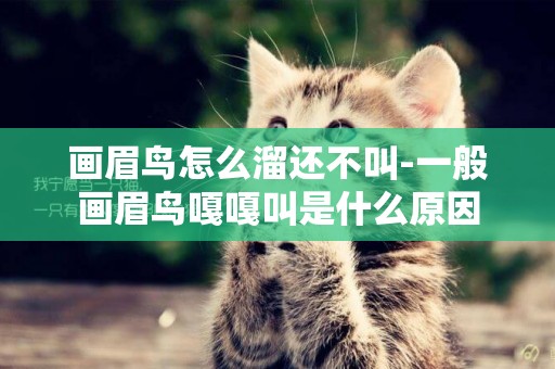 畫眉鳥怎么溜還不叫-一般畫眉鳥嘎嘎叫是什么原因