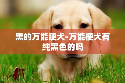 黑的萬能埂犬-萬能梗犬有純黑色的嗎