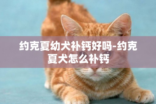 約克夏幼犬補鈣好嗎-約克夏犬怎么補鈣