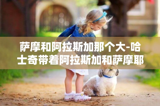 薩摩和阿拉斯加那個大-哈士奇帶著阿拉斯加和薩摩耶在家大合唱