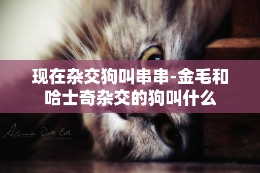 現在雜交狗叫串串-金毛和哈士奇雜交的狗叫什么