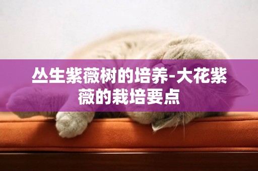 叢生紫薇樹的培養-大花紫薇的栽培要點