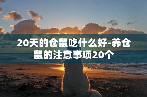 20天的倉鼠吃什么好-養倉鼠的注意事項20個