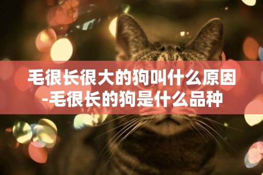 毛很長很大的狗叫什么原因-毛很長的狗是什么品種