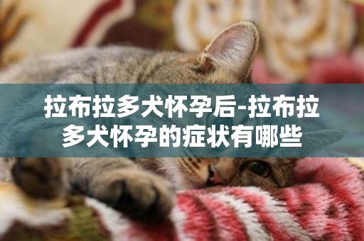 拉布拉多犬懷孕后-拉布拉多犬懷孕的癥狀有哪些