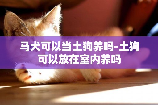 馬犬可以當土狗養嗎-土狗可以放在室內養嗎