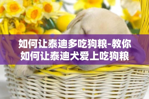 如何讓泰迪多吃狗糧-教你如何讓泰迪犬愛上吃狗糧