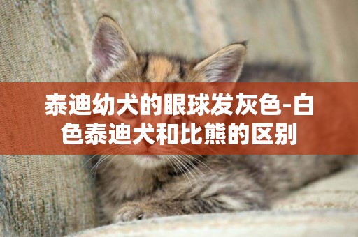 泰迪幼犬的眼球發灰色-白色泰迪犬和比熊的區別