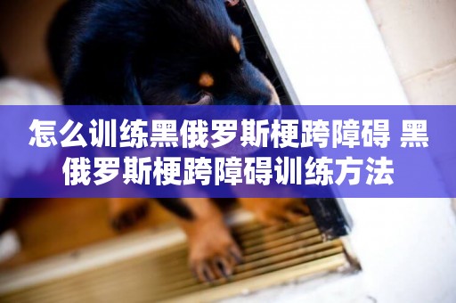 怎么訓練黑俄羅斯梗跨障礙 黑俄羅斯梗跨障礙訓練方法
