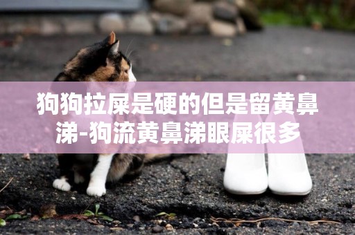 狗狗拉屎是硬的但是留黃鼻涕-狗流黃鼻涕眼屎很多