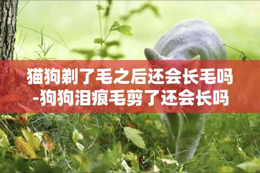貓狗剃了毛之后還會長毛嗎-狗狗淚痕毛剪了還會長嗎