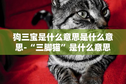 狗三寶是什么意思是什么意思-“三腳貓”是什么意思