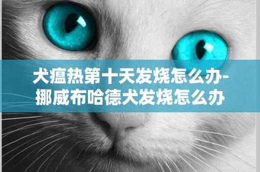 犬瘟熱第十天發燒怎么辦-挪威布哈德犬發燒怎么辦