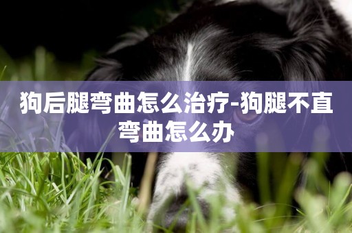 狗后腿彎曲怎么治療-狗腿不直彎曲怎么辦