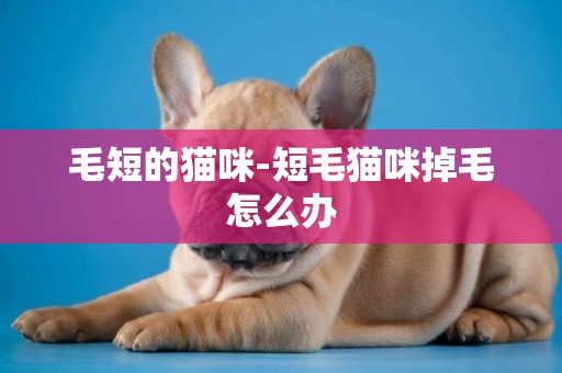 毛短的貓咪-短毛貓咪掉毛怎么辦
