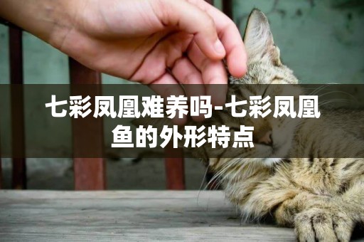 七彩鳳凰難養嗎-七彩鳳凰魚的外形特點