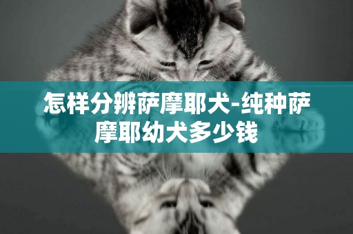 怎樣分辨薩摩耶犬-純種薩摩耶幼犬多少錢