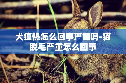 犬瘟熱怎么回事嚴重嗎-貓脫毛嚴重怎么回事