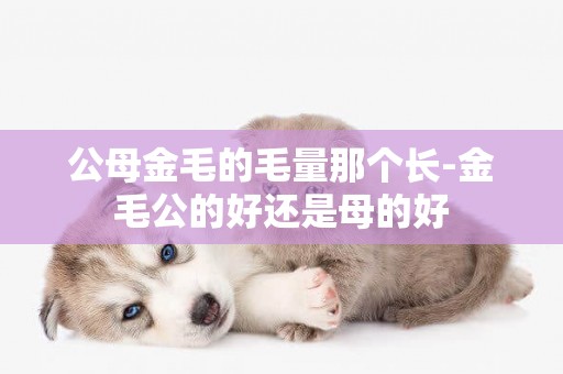 公母金毛的毛量那個長-金毛公的好還是母的好