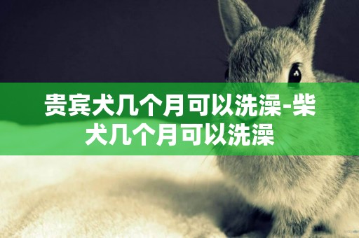 貴賓犬幾個月可以洗澡-柴犬幾個月可以洗澡