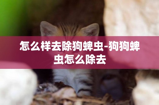 怎么樣去除狗蜱蟲-狗狗蜱蟲怎么除去