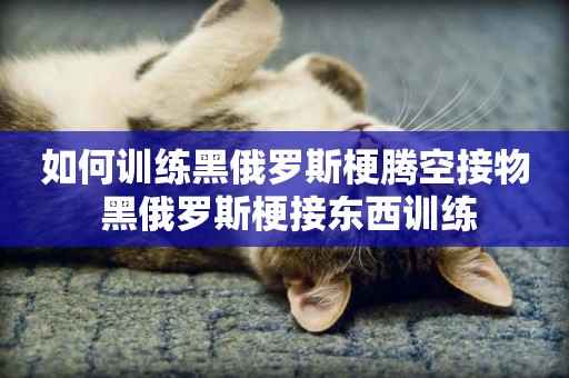 如何訓練黑俄羅斯梗騰空接物 黑俄羅斯梗接東西訓練