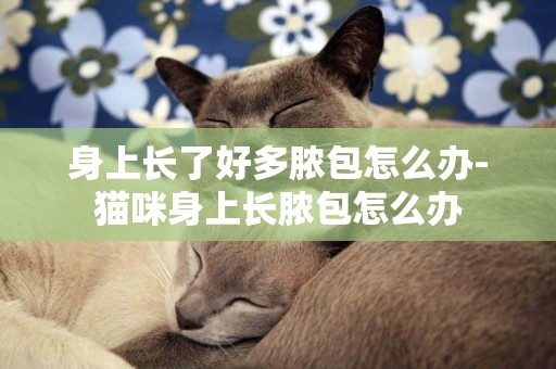身上長了好多膿包怎么辦-貓咪身上長膿包怎么辦