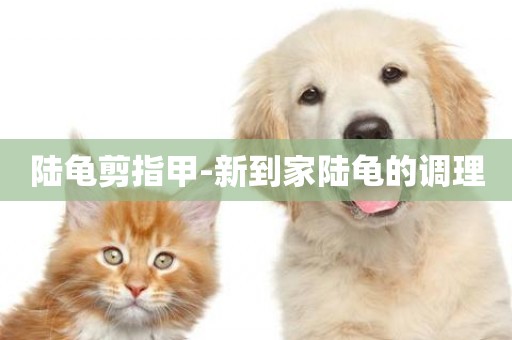 陸龜剪指甲-新到家陸龜的調理