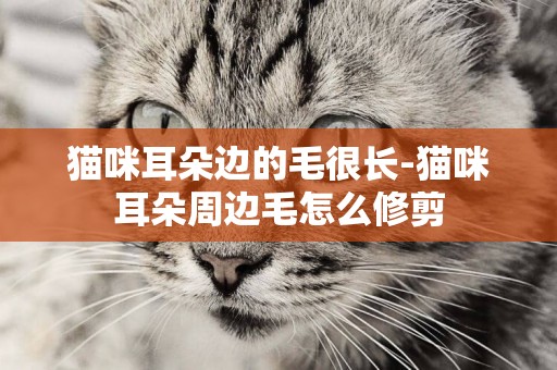 貓咪耳朵邊的毛很長-貓咪耳朵周邊毛怎么修剪