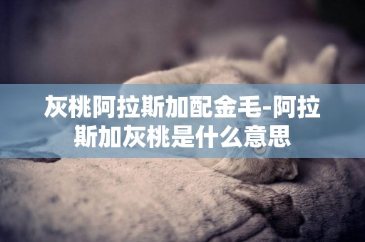 灰桃阿拉斯加配金毛-阿拉斯加灰桃是什么意思