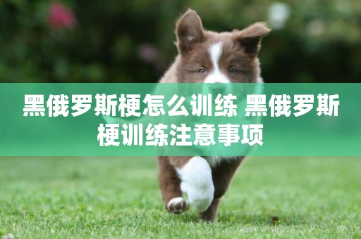 黑俄羅斯梗怎么訓練 黑俄羅斯梗訓練注意事項