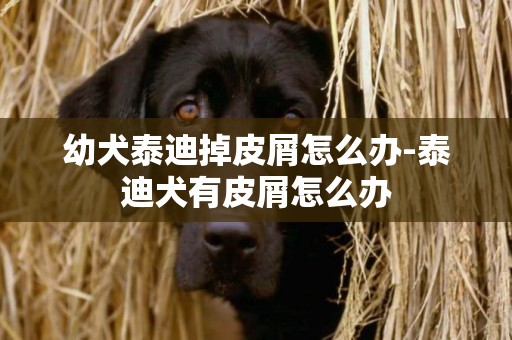 幼犬泰迪掉皮屑怎么辦-泰迪犬有皮屑怎么辦