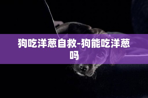 狗吃洋蔥自救-狗能吃洋蔥嗎