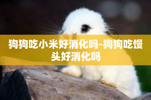 狗狗吃小米好消化嗎-狗狗吃饅頭好消化嗎