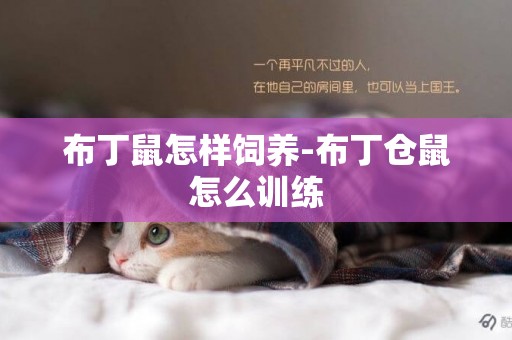 布丁鼠怎樣飼養-布丁倉鼠怎么訓練