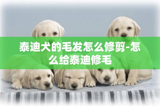 泰迪犬的毛發怎么修剪-怎么給泰迪修毛