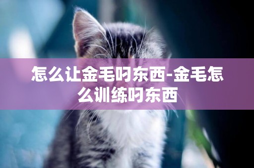 怎么讓金毛叼東西-金毛怎么訓練叼東西